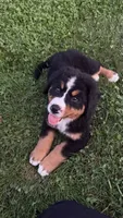 Annie , a female Bernese Mountain Dog for sale in Centreville, MI – 1 of 3
