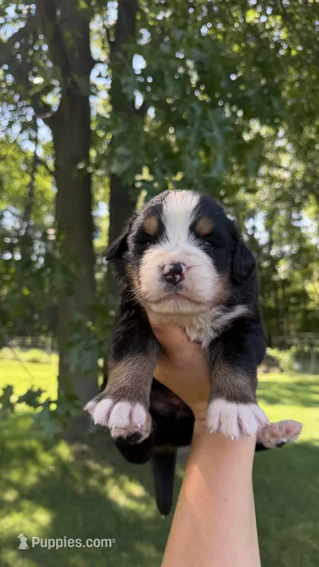 Case – Bernese Mountain Dog puppy for sale in Centreville, MI