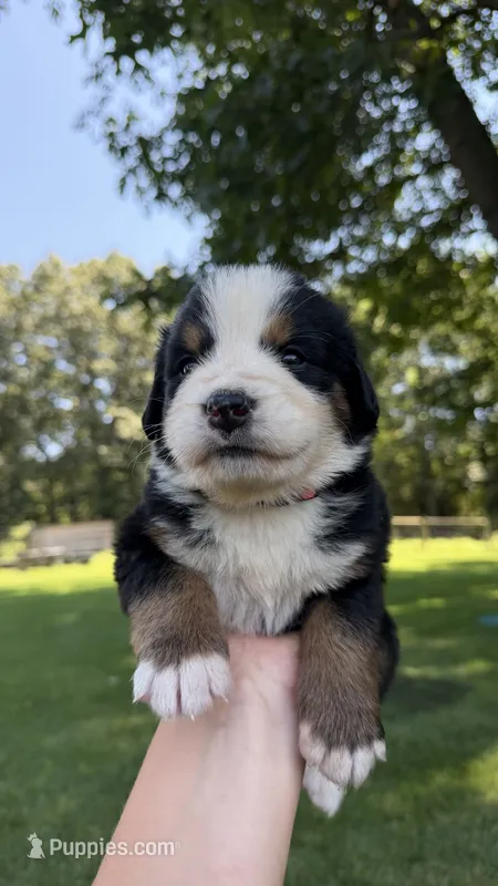 Maggie  – Bernese Mountain Dog puppy for sale in Centreville, MI