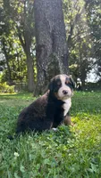 Cara, a female Bernese Mountain Dog for sale in Centreville, MI – 4 of 6