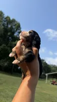 Lacey, a female Bernese Mountain Dog for sale in Centreville, MI – 2 of 4