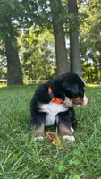 Paige , a female Bernese Mountain Dog for sale in Centreville, MI – 4 of 4