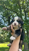 Paige , a female Bernese Mountain Dog for sale in Centreville, MI – 1 of 4