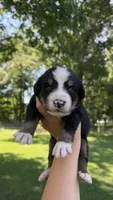Ann , a female Bernese Mountain Dog for sale in Centreville, MI – 1 of 5