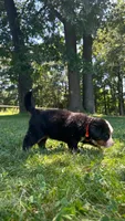 Paige , a female Bernese Mountain Dog for sale in Centreville, MI – 3 of 4