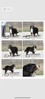 Ann , a female Bernese Mountain Dog for sale in Centreville, MI – 4 of 5