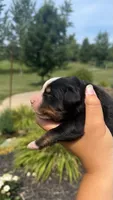 Zion , a  Bernese Mountain Dog for sale in Centreville, MI – 4 of 4
