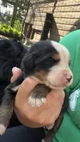 Ace , a male Bernese Mountain Dog for sale in Centreville, MI – 2 of 4