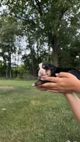 Maggie , a female Bernese Mountain Dog for sale in Centreville, MI – 5 of 5
