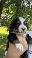 Ann , a female Bernese Mountain Dog for sale in Centreville, MI – 3 of 5