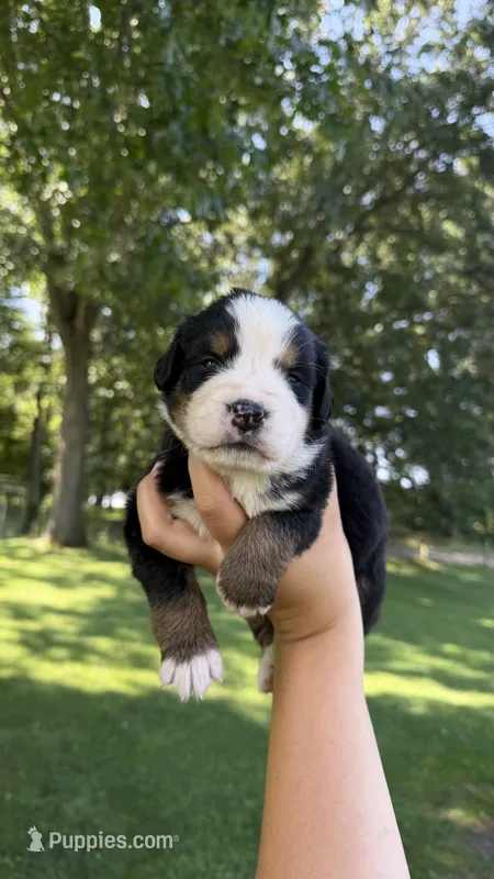 Maggie  – Bernese Mountain Dog puppy for sale in Centreville, MI