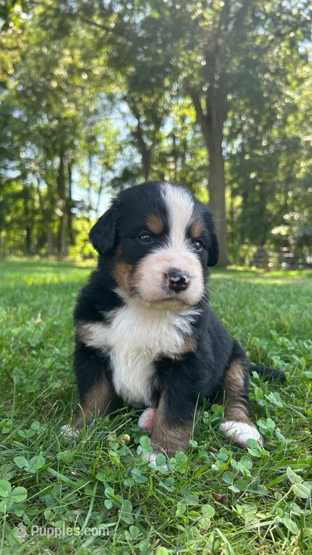 Cara – Bernese Mountain Dog puppy for sale in Centreville, MI