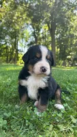 Cara, a female Bernese Mountain Dog for sale in Centreville, MI – 1 of 6