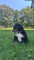 Cara, a female Bernese Mountain Dog for sale in Centreville, MI – 3 of 6
