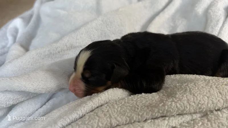 Lucy  – Bernese Mountain Dog puppy for sale in Centreville, MI