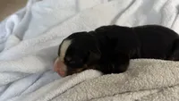 Lucy , a female Bernese Mountain Dog for sale in Centreville, MI – 1 of 3