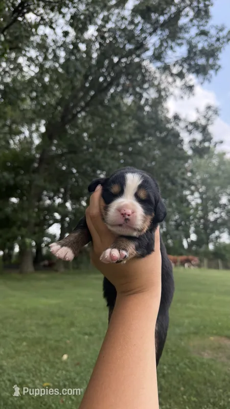 Maggie  – Bernese Mountain Dog puppy for sale in Centreville, MI