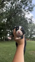 Maggie , a female Bernese Mountain Dog for sale in Centreville, MI – 1 of 5