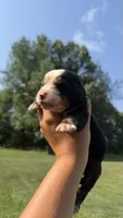 Ace , a male Bernese Mountain Dog for sale in Centreville, MI – 3 of 4