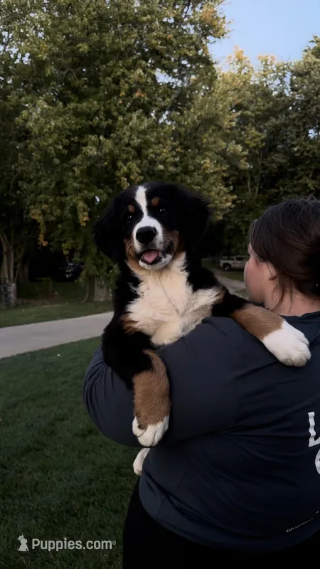 Daisy  – Bernese Mountain Dog puppy for sale in Centreville, MI