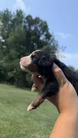 Lacey, a female Bernese Mountain Dog for sale in Centreville, MI – 4 of 4