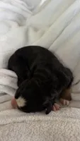 Lucy , a female Bernese Mountain Dog for sale in Centreville, MI – 2 of 3