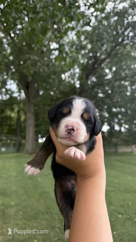 Case – Bernese Mountain Dog puppy for sale in Centreville, MI