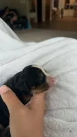 Lucy , a female Bernese Mountain Dog for sale in Centreville, MI – 3 of 3
