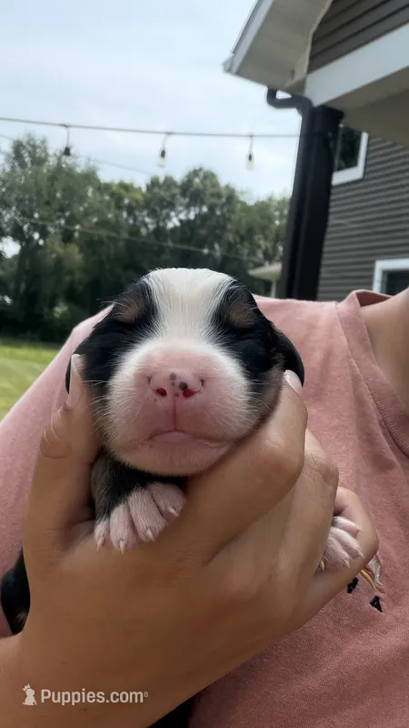 Zion  – Bernese Mountain Dog puppy for sale in Centreville, MI