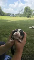 Maggie , a female Bernese Mountain Dog for sale in Centreville, MI – 4 of 5