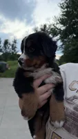 Annie , a female Bernese Mountain Dog for sale in Centreville, MI – 3 of 3