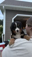 Annie , a female Bernese Mountain Dog for sale in Centreville, MI – 2 of 3