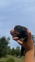 Zion , a  Bernese Mountain Dog for sale in Centreville, MI – 3 of 4