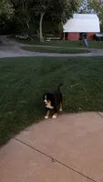Daisy , a female Bernese Mountain Dog for sale in Centreville, MI – 2 of 5
