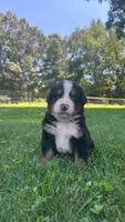 Cara, a female Bernese Mountain Dog for sale in Centreville, MI – 2 of 6