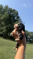 Ace , a male Bernese Mountain Dog for sale in Centreville, MI – 4 of 4