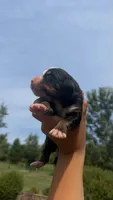 Zion , a  Bernese Mountain Dog for sale in Centreville, MI – 2 of 4