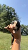 Lacey, a female Bernese Mountain Dog for sale in Centreville, MI – 3 of 4