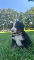 Cara, a female Bernese Mountain Dog for sale in Centreville, MI – 6 of 6