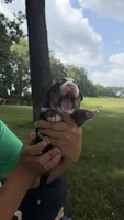 Maggie , a female Bernese Mountain Dog for sale in Centreville, MI – 3 of 5