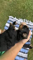 Case, a male Bernese Mountain Dog for sale in Centreville, MI – 2 of 3