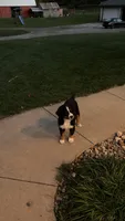 Daisy , a female Bernese Mountain Dog for sale in Centreville, MI – 3 of 5