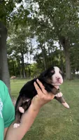 Case, a male Bernese Mountain Dog for sale in Centreville, MI – 3 of 3