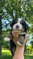 Cara, a female Bernese Mountain Dog for sale in Centreville, MI – 5 of 6