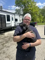 Blue, a male American Pit Bull Terrier and Alaskan Husky for sale in Stow, OH – 6 of 7