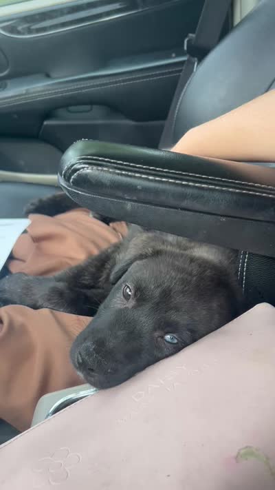 Blue, a male American Pit Bull Terrier and Alaskan Husky for sale in Stow, OH – 7 of 7