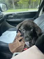 Blue, a male American Pit Bull Terrier and Alaskan Husky for sale in Stow, OH – 1 of 7