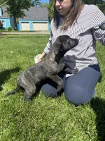 Blue, a male American Pit Bull Terrier and Alaskan Husky for sale in Stow, OH – 2 of 7