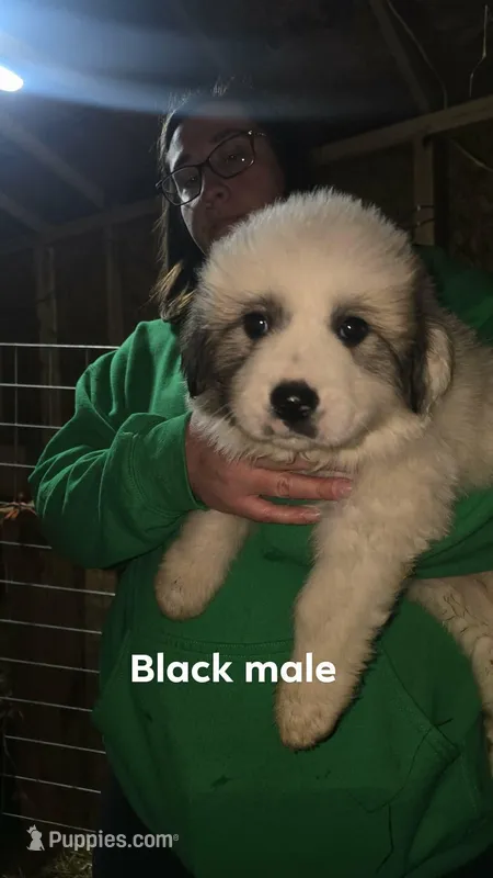 Black – Great Pyrenees puppy for sale in Scio, OH