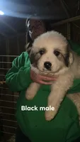 Black, a male Great Pyrenees for sale in Scio, OH – Photo 1 of 3